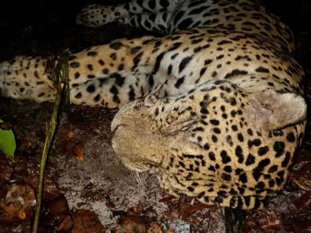 Secret gangs boil down forest jaguars for lucrative market in unproven Chinese medicines | The Independent