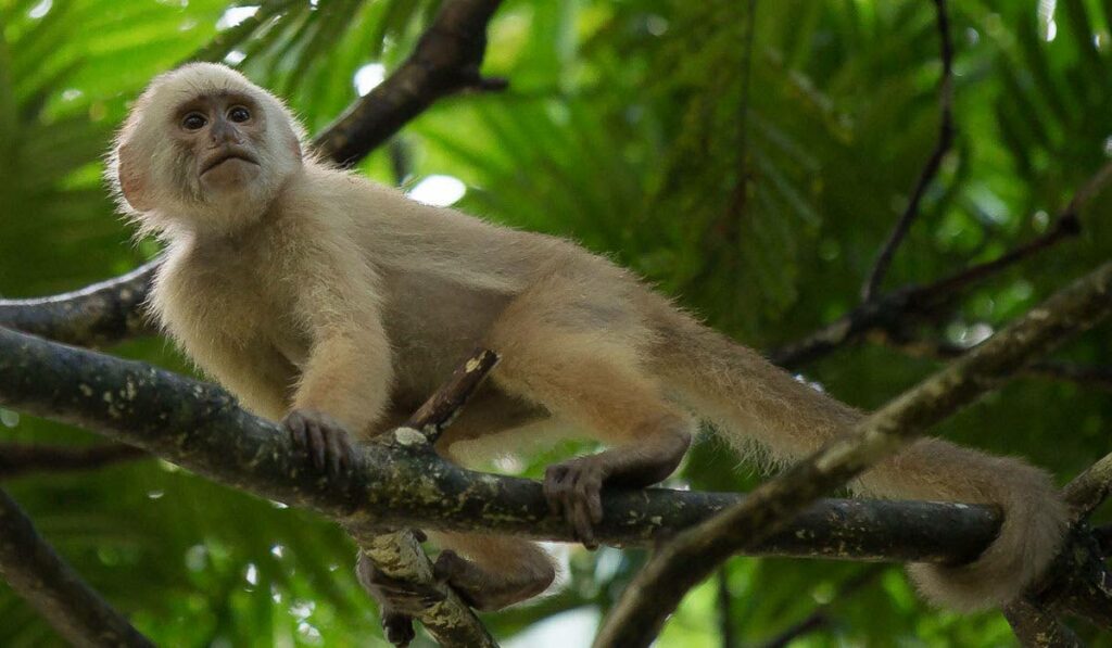 What makes Trinidad's white-fronted capuchins different from South America's