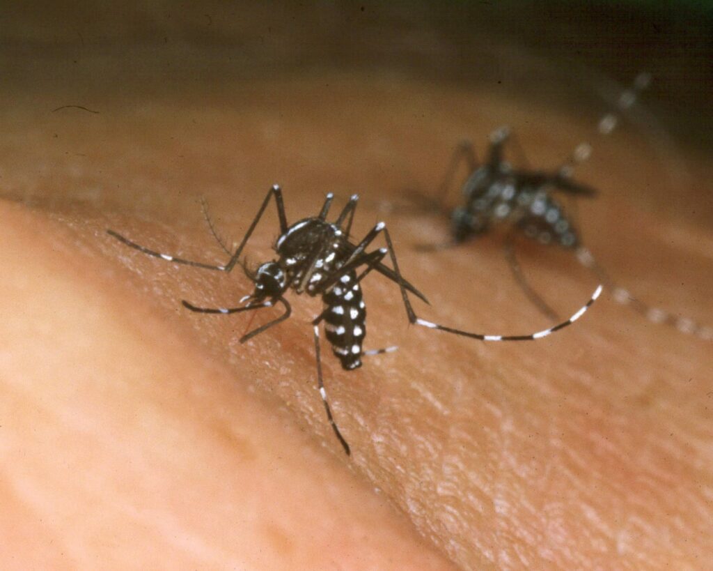 Chikungunya Cases Double in Caribbean