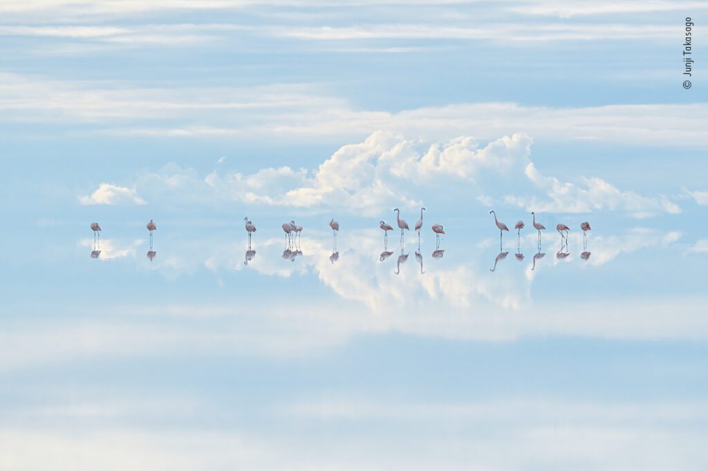 Heavenly flamingos | Wildlife Photographer of the Year
