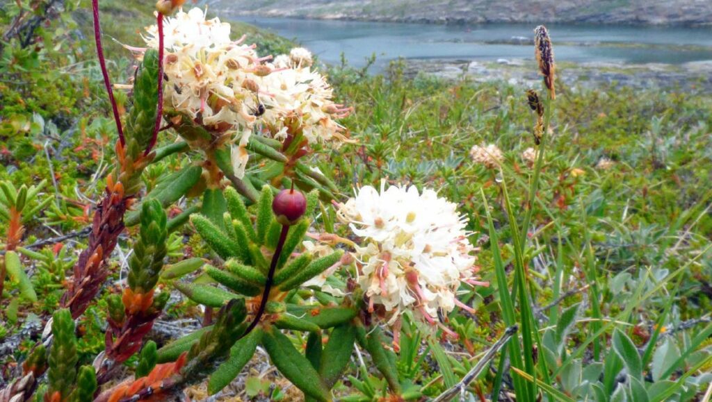 Labrador tea - its effects and history
