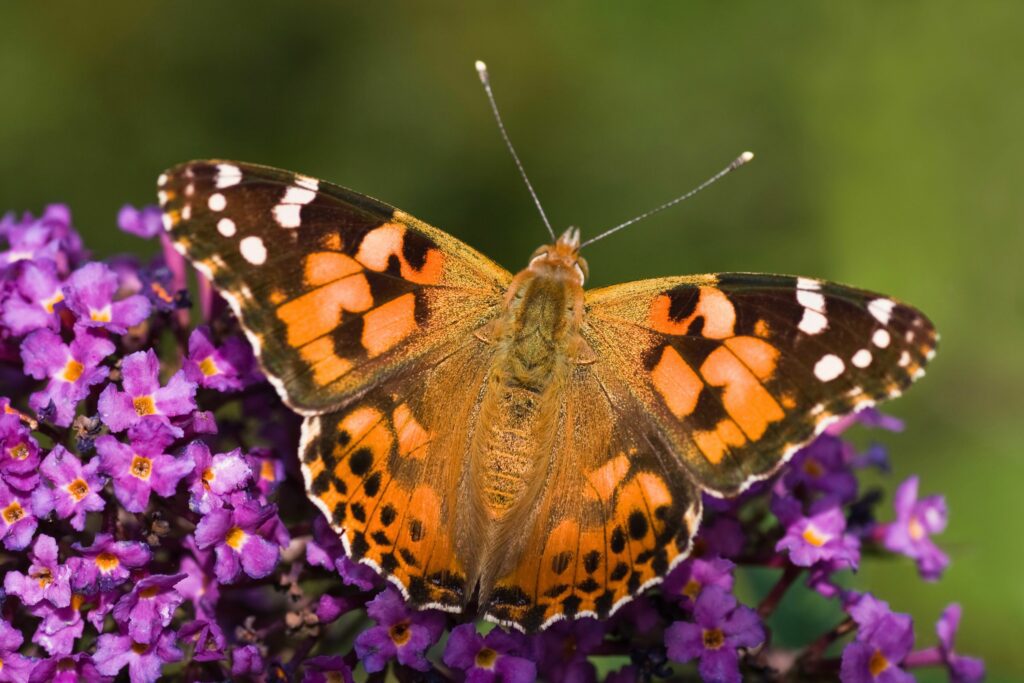 A Flock Of Painted Lady Butterflies Flew 2,600 Miles Across The Atlantic Ocean To South America, Marking The First Transoceanic Flight Ever Recorded For An Insect Species