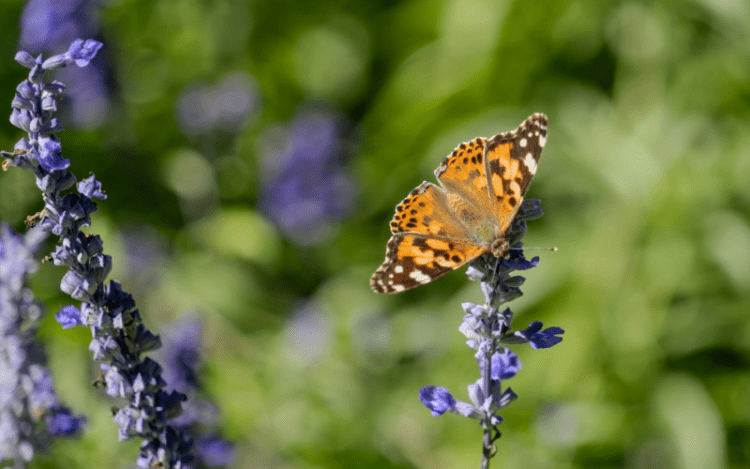 Butterflies found in South America indicate a 4200 km flight journey