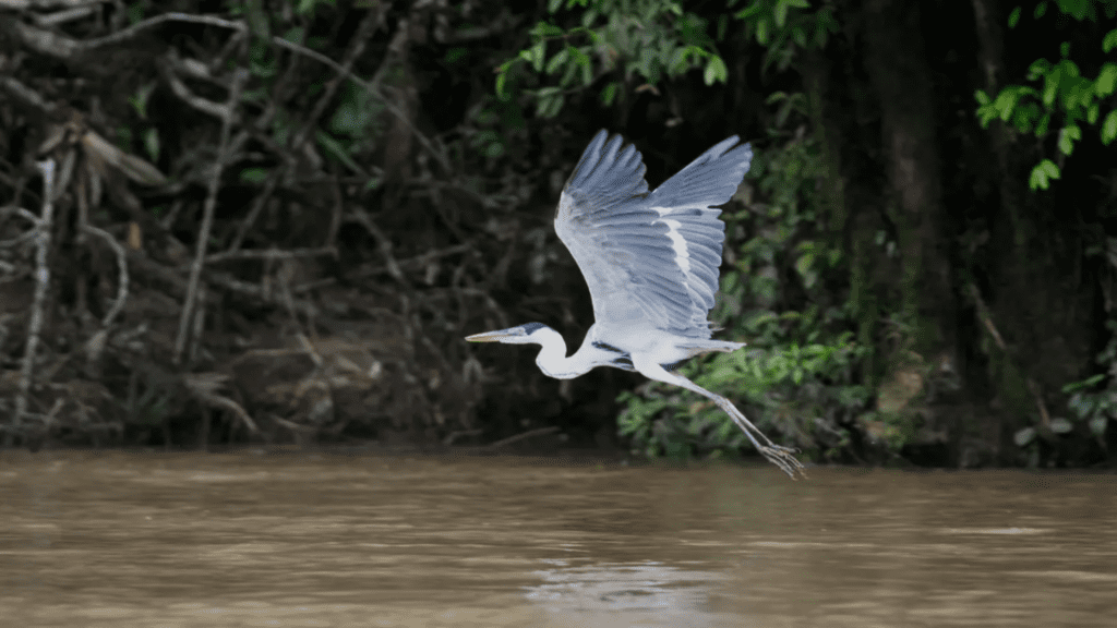 Ecuador Court Claims Pollution Violates Rights of Quito's Machángara River