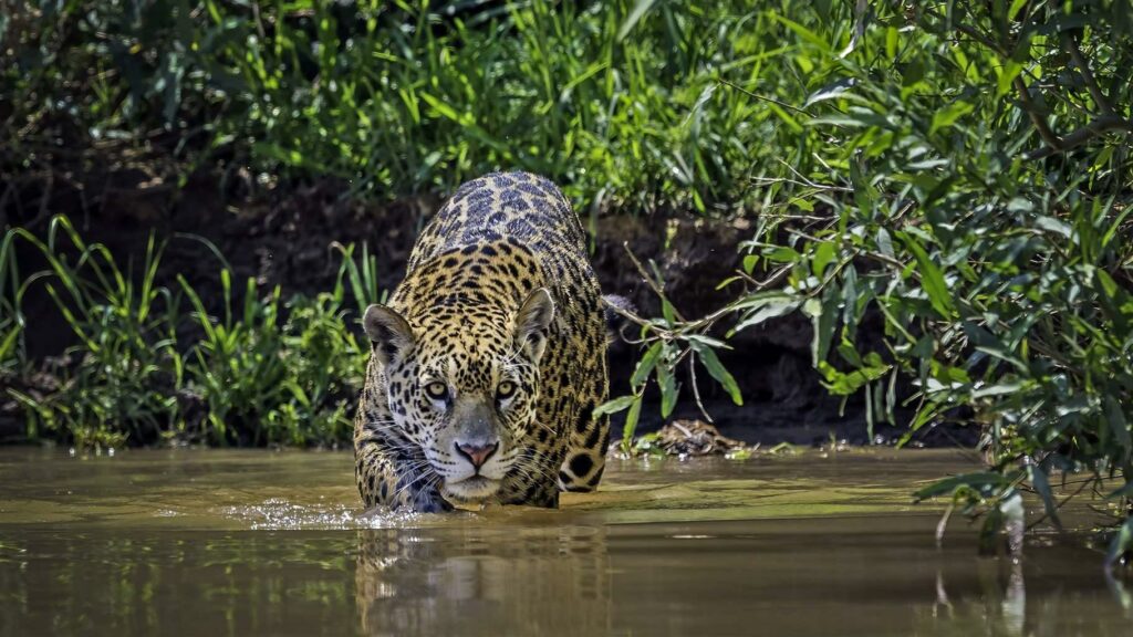 Jaguar Conservation Is Key to Safeguarding South America's Pantanal Wetlands