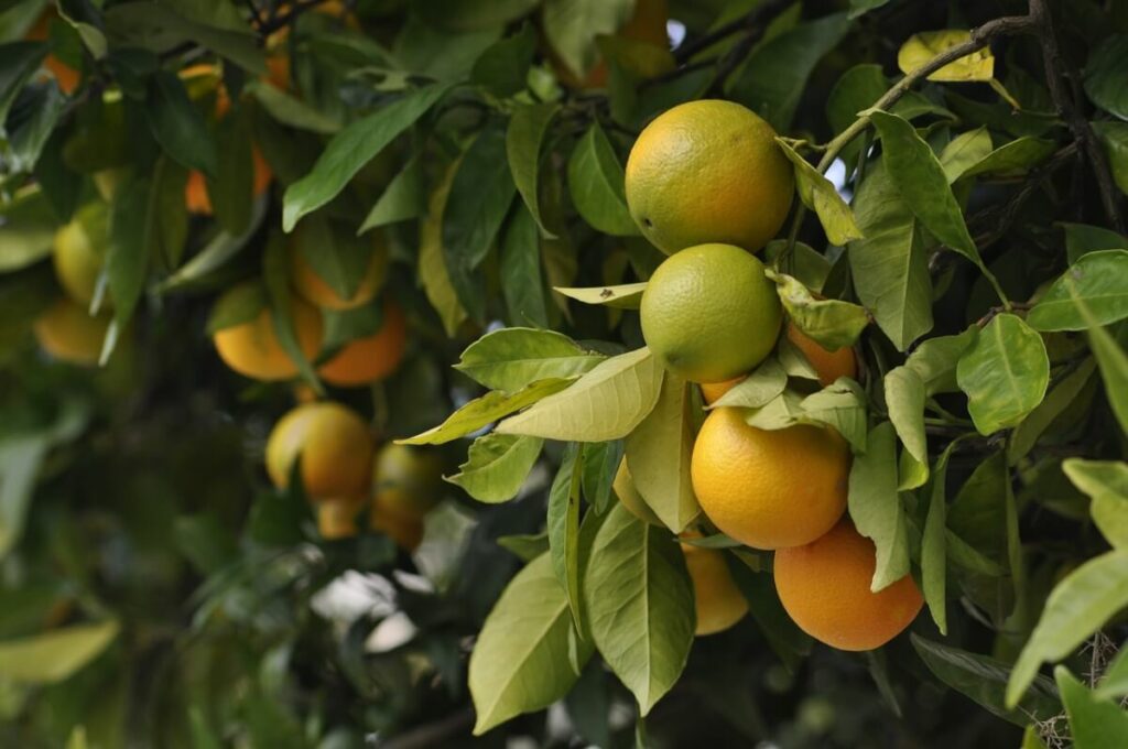 The end of oranges? Relentless plant disease could cause extinction of citrus fruits