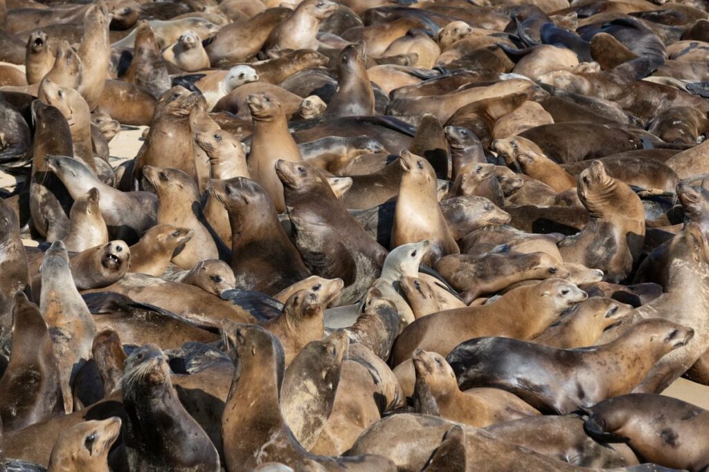 See Hundreds of Sea Lions Take Over a Popular California Beach