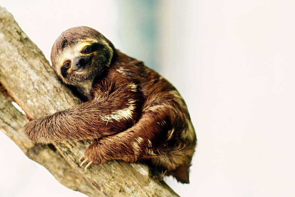 What is "Sloth Fever"? New Outbreak Hits U.S. with Alarming Symptoms and No Cure