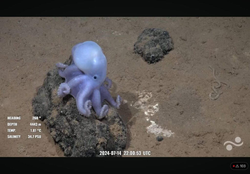 Massive Undersea Mountain Taller than Mount Olympus Discovred Off Chile, Home to Rare "White Casper Octopus"