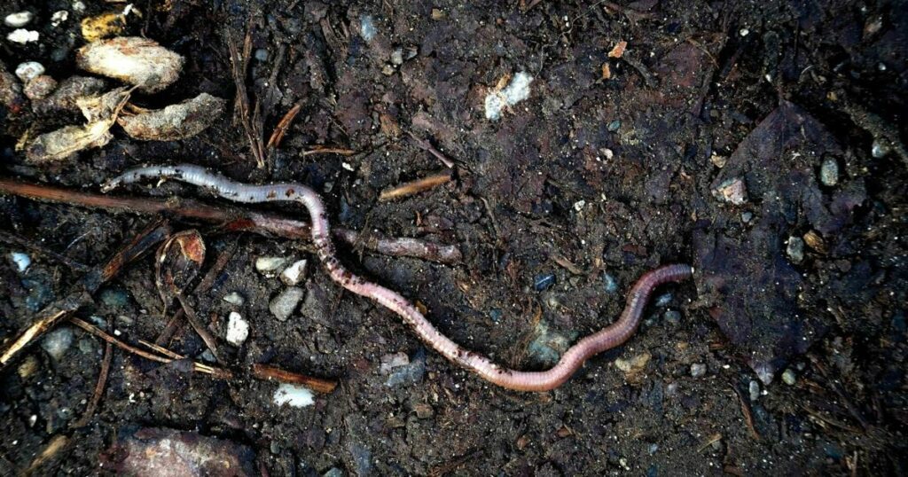 All earthworms are invasive to North America. The most recent arrivals threaten northern forests | Arts and Culture