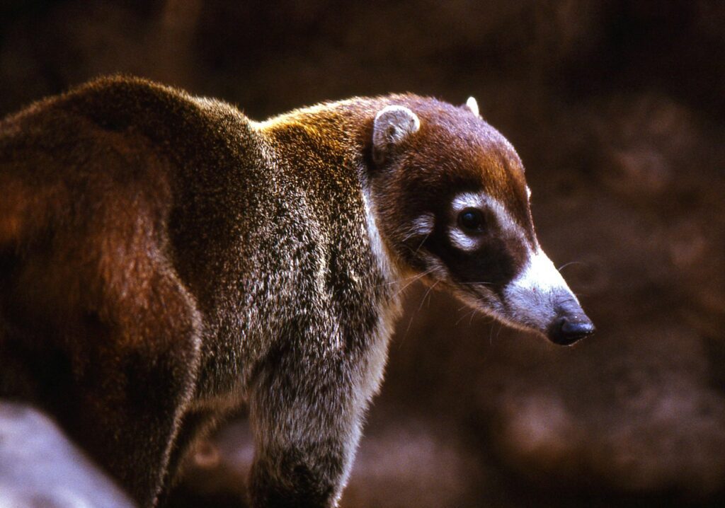 Arizona’s coatis filmed for upcoming episode of ‘Wild Kingdom’