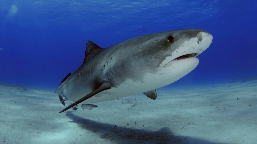 Boy, 16, decapitated by shark while fishing in Jamaica | World News