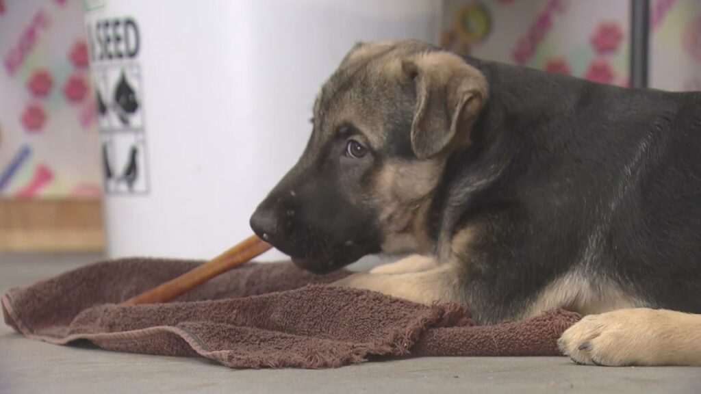 Colorado health officials order additional puppies from adoption event to be quarantined amid rabies