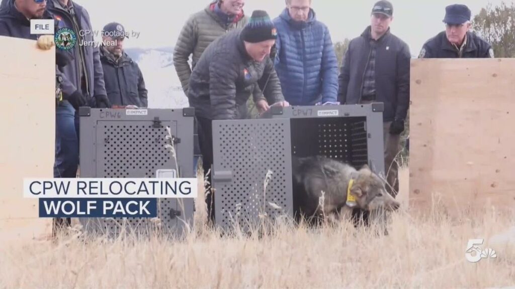 Colorado wolf pack will be captured, relocated after depredations, CPW says