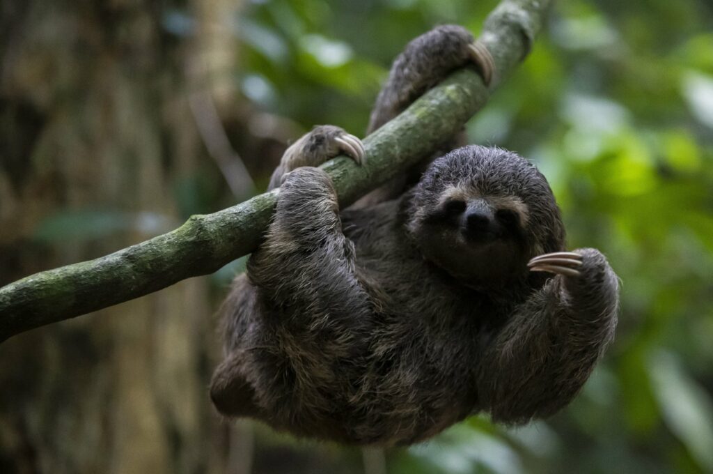 Europe detects 1st ‘Sloth virus’ cases after South America outbreak