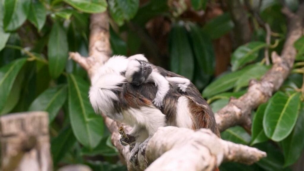 'Exceptionally rare' tamarin monkeys born at England zoo