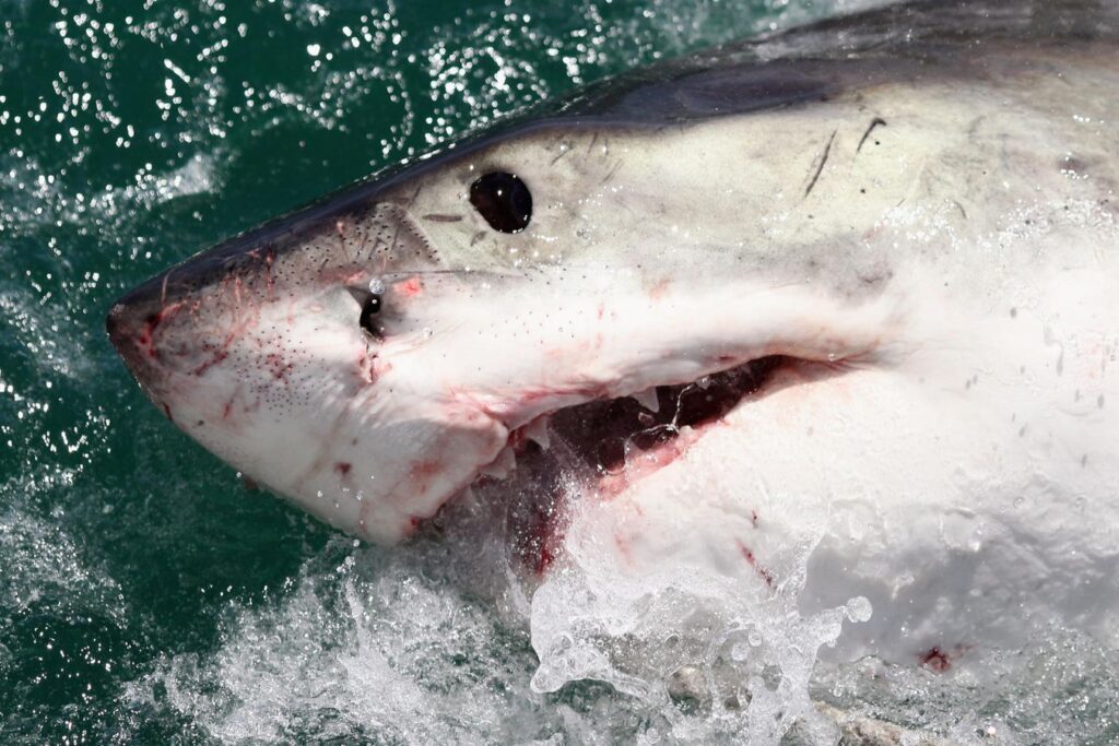 First Evidence Of White Sharks In Central Bahamas