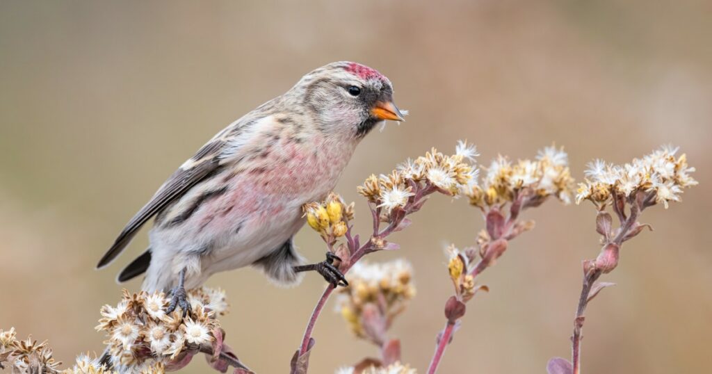 Lumping Redpolls and Splitting Seabirds: This Year's Updates to North American Bird Names