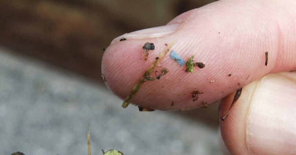 Microplastics are everywhere, but are they harming us?