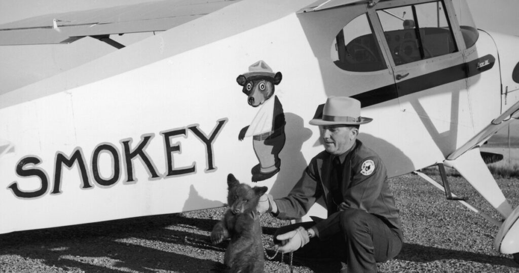 Smokey Bear turns 80 this year. Did he help prevent forest fires?