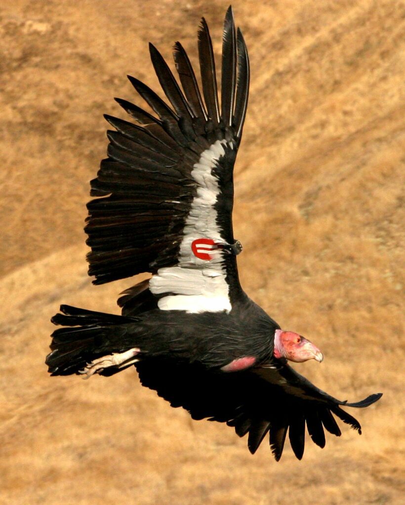 $15,000 Reward Offered for Info on Endangered Condor Killed in Colorado