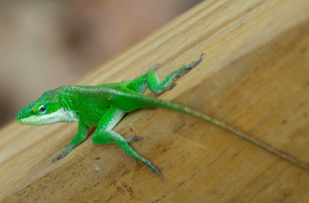 It's not easy being a green anole • Louisiana Illuminator