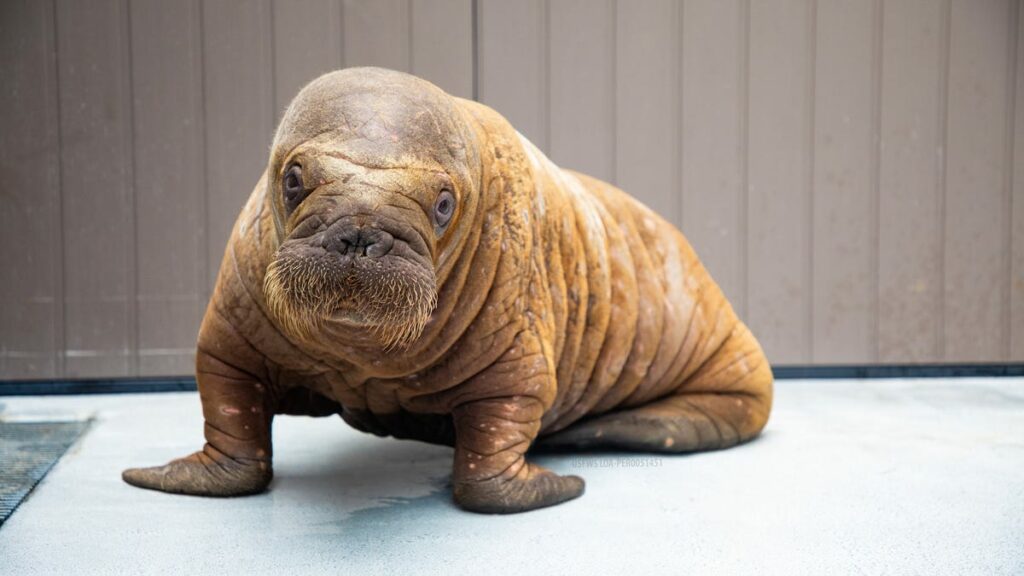 Baby walrus found abandoned in Alaska gets second chance at life