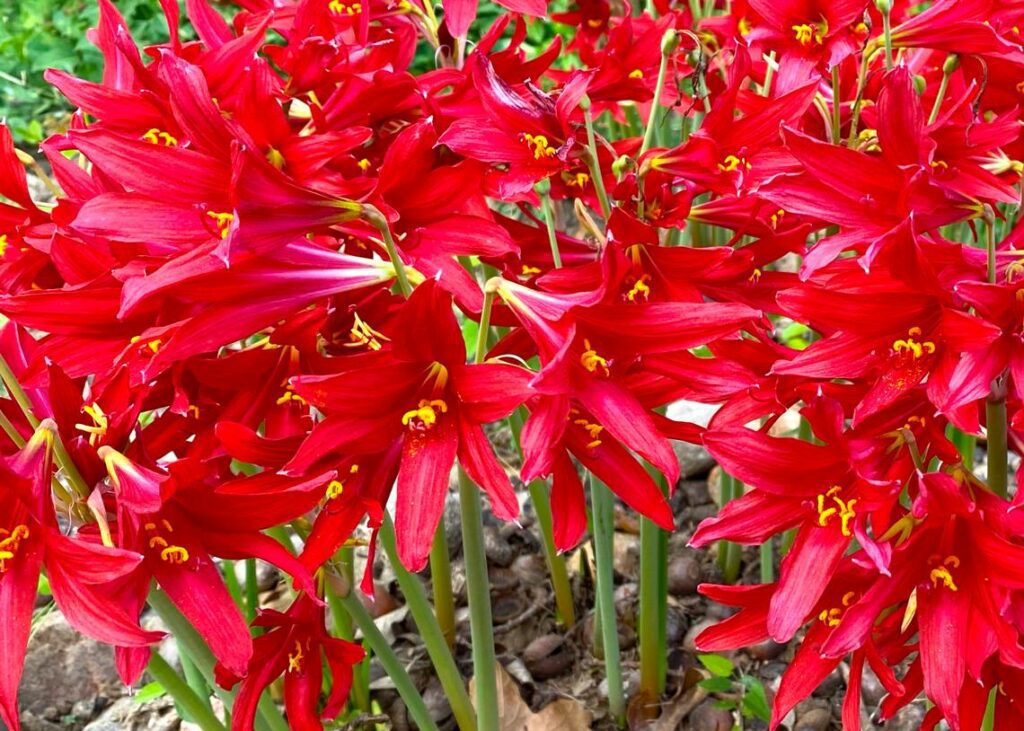 This little bulb from South America is a dependable bloomer in Texas gardens