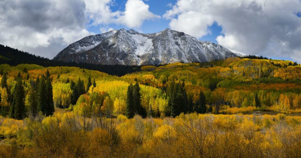 10 facts about aspen, Colorado's fascinating tree of fall | Lifestyle