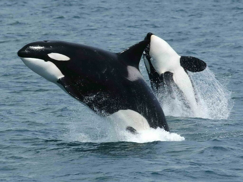 Rare Drone Footage Captures Orcas Feeding on Dusky Dolphins