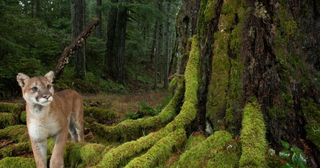 A photographer captures life in America’s last remaining old-growth forests | WFAE 90.7