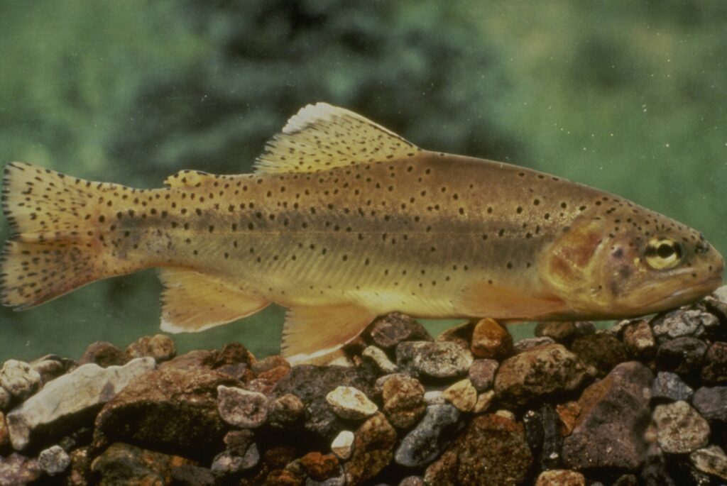 Arizona State fish off endangered species list after 50 years