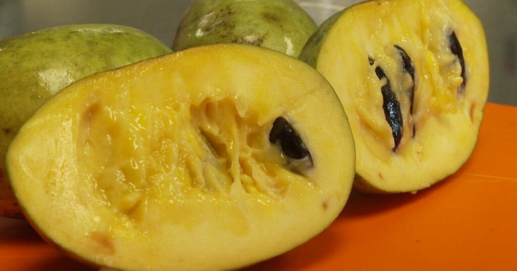 Drought and shifting weather patterns affect the pawpaw, North America's largest native fruit