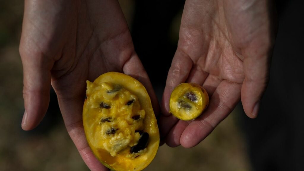 In Ohio, drought and shifting weather patterns affect North America's largest native fruit