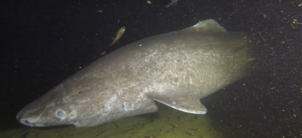 International Team of Scientists decodes the Genome of the Greenland Shark