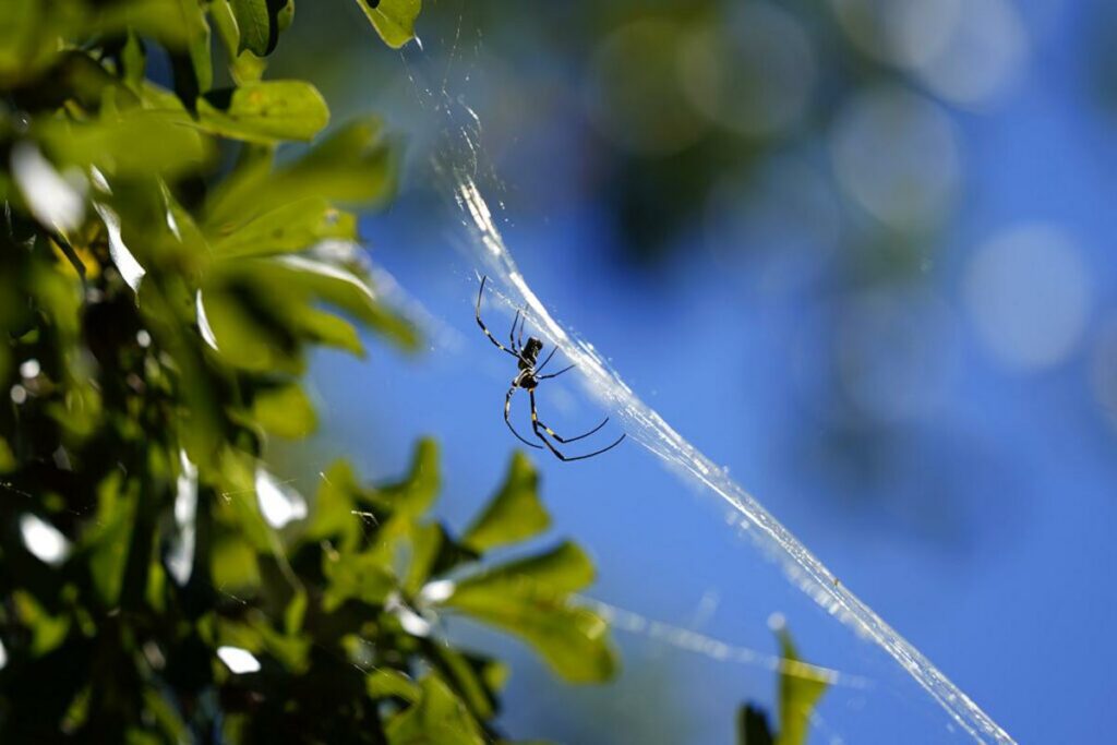 Massive, creepy spiders are getting closer and closer to NJ