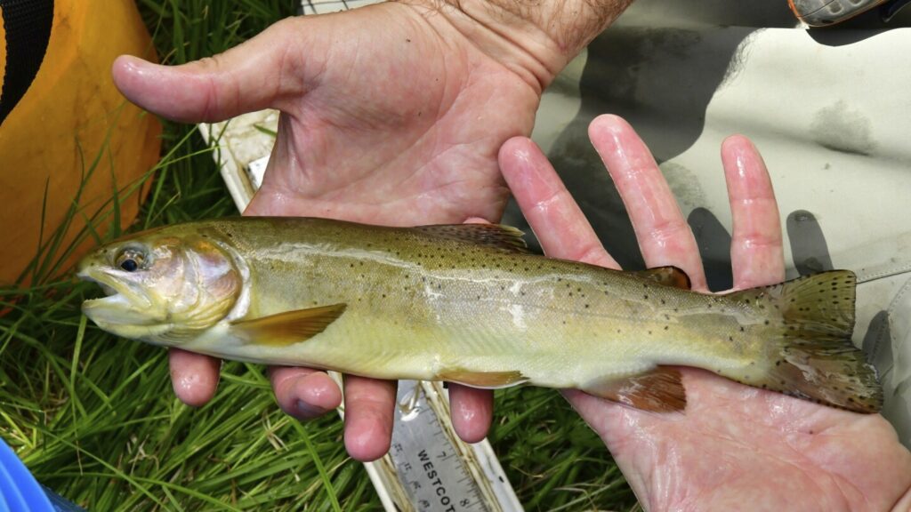 Once-endangered Apache trout species has been restored, US interior secretary says