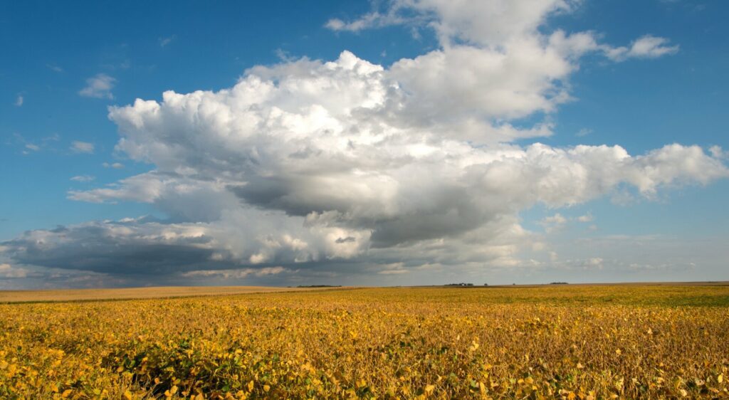 U.S. corn and soybean markets may depend on Brazil monsoon season for direction - Agweek