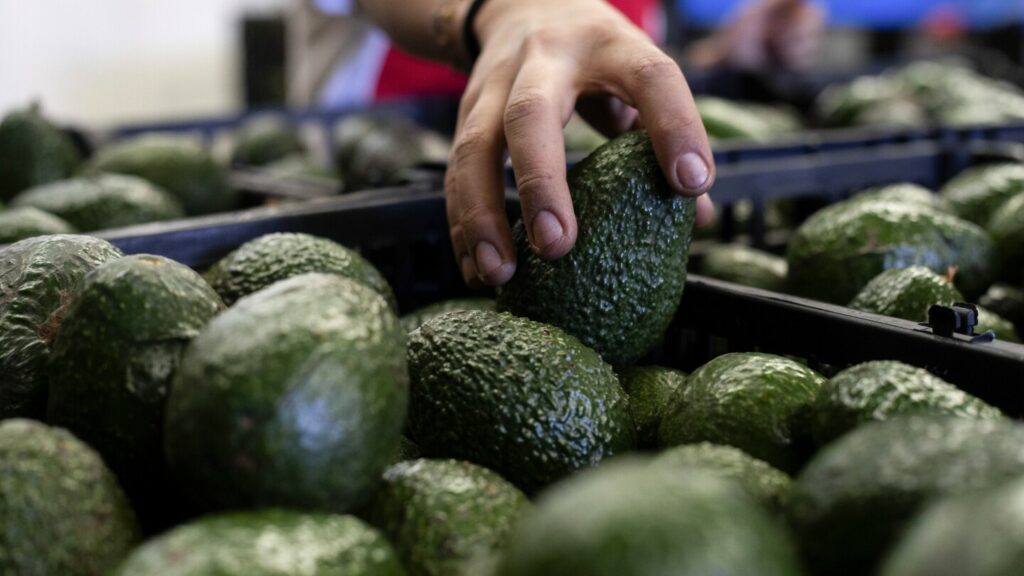 US to hand over pest inspections of Mexican avocados to Mexico and California growers aren't happy