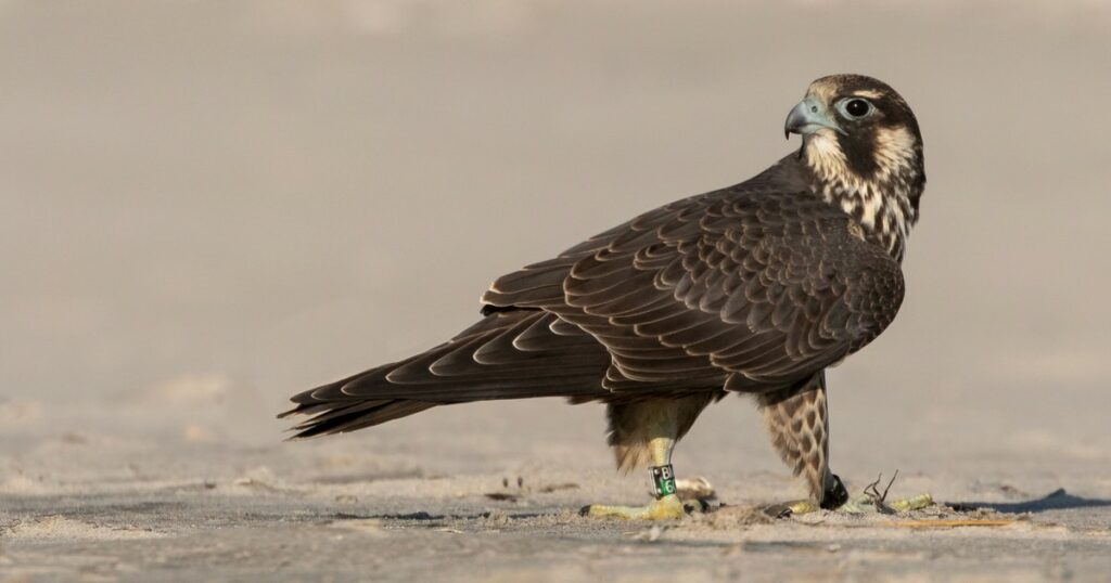 Why Are Peregrine Falcon Numbers Falling in the United States Again?