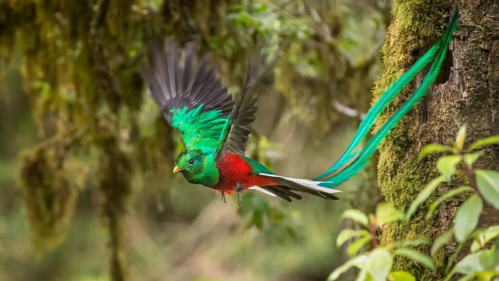 Wildlife Spotlight: Exploring Chiriquí, Panama's Bird-Filled Paradise