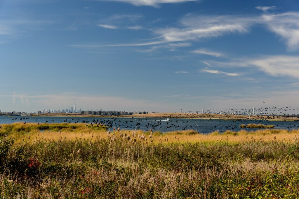 Climate change is displacing fish in Jamaica Bay, Queens College study finds  – QNS