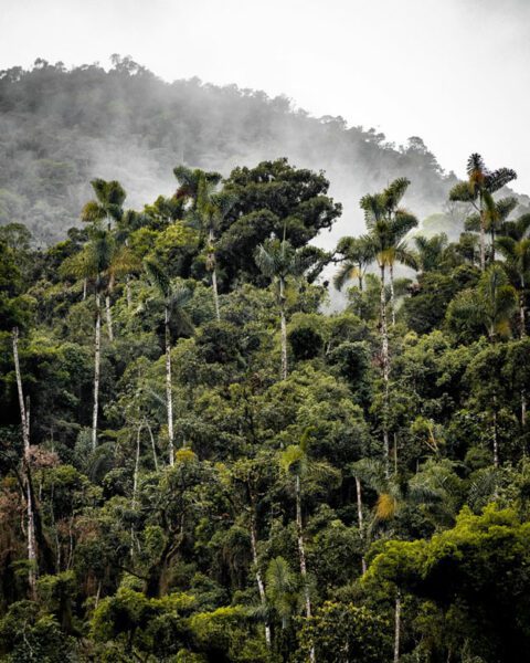 Amazonian Bioeconomy: An Essential Path for Sustainable Development