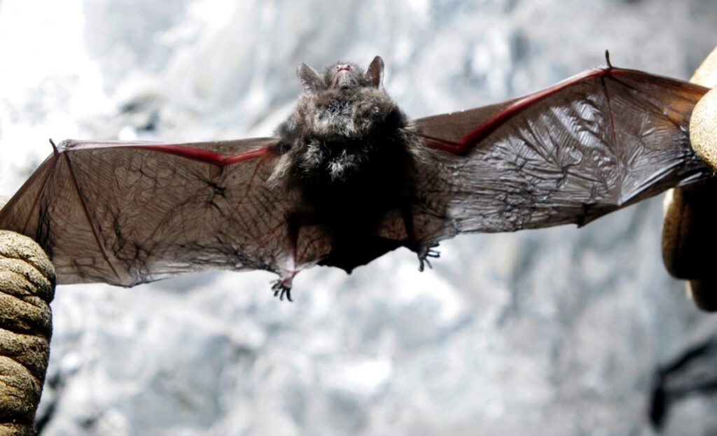 50%+ of North America’s bats may face extinction