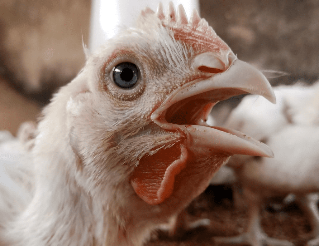 Avian flu hits second broiler flock in California county