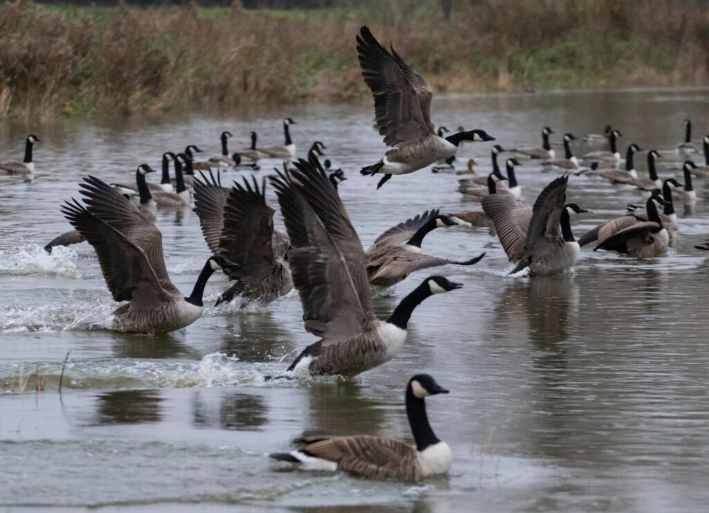 Blane Klemek Outdoors: Observing the cackling, compact cousin of the Canada goose