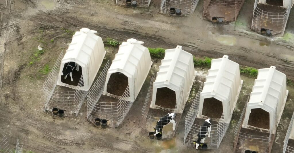 California and Colorado ballot measures could ban factory farming and slaughterhouses