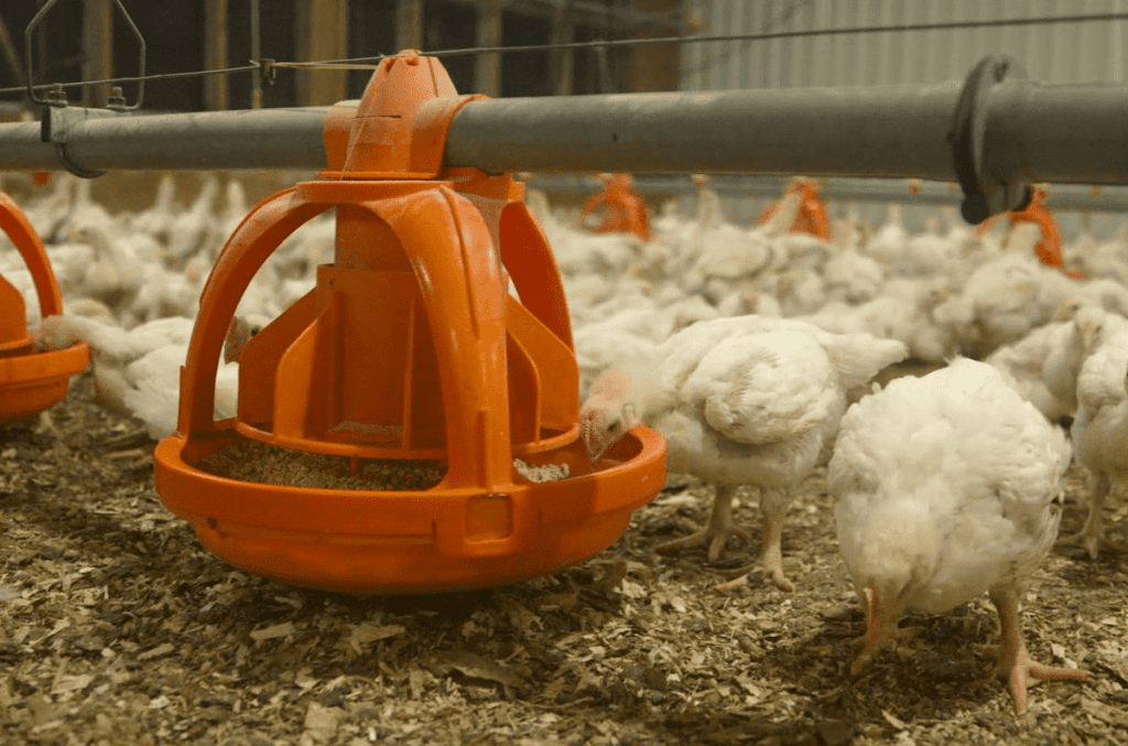 Canada government invests in poultry welfare research