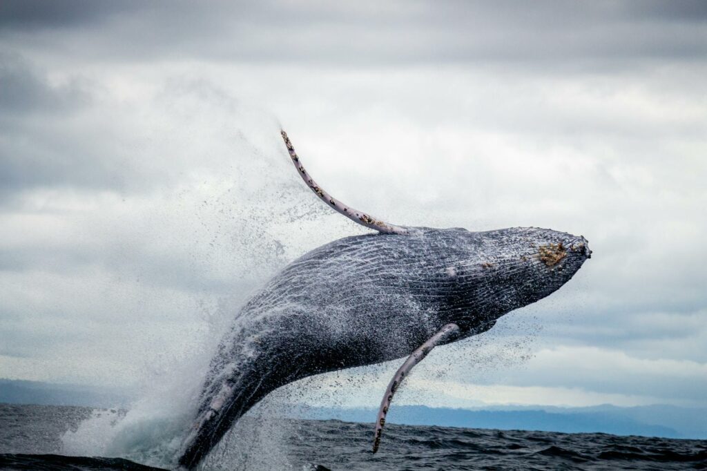 Caribbean nations fail to overturn ban on whaling