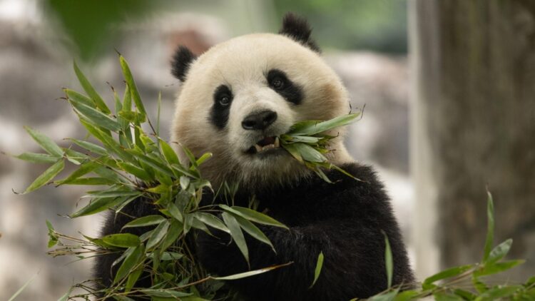 China's newest pandas head for Washington's National Zoo